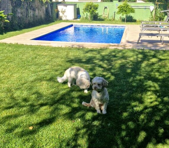 Tu alojamiento pet friendly en Cambados