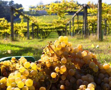 🍇 La vendimia más grande de la historia impulsa el turismo en las Rías Baixas