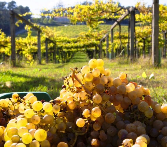 🍇 La vendimia más grande de la historia impulsa el turismo en las Rías Baixas